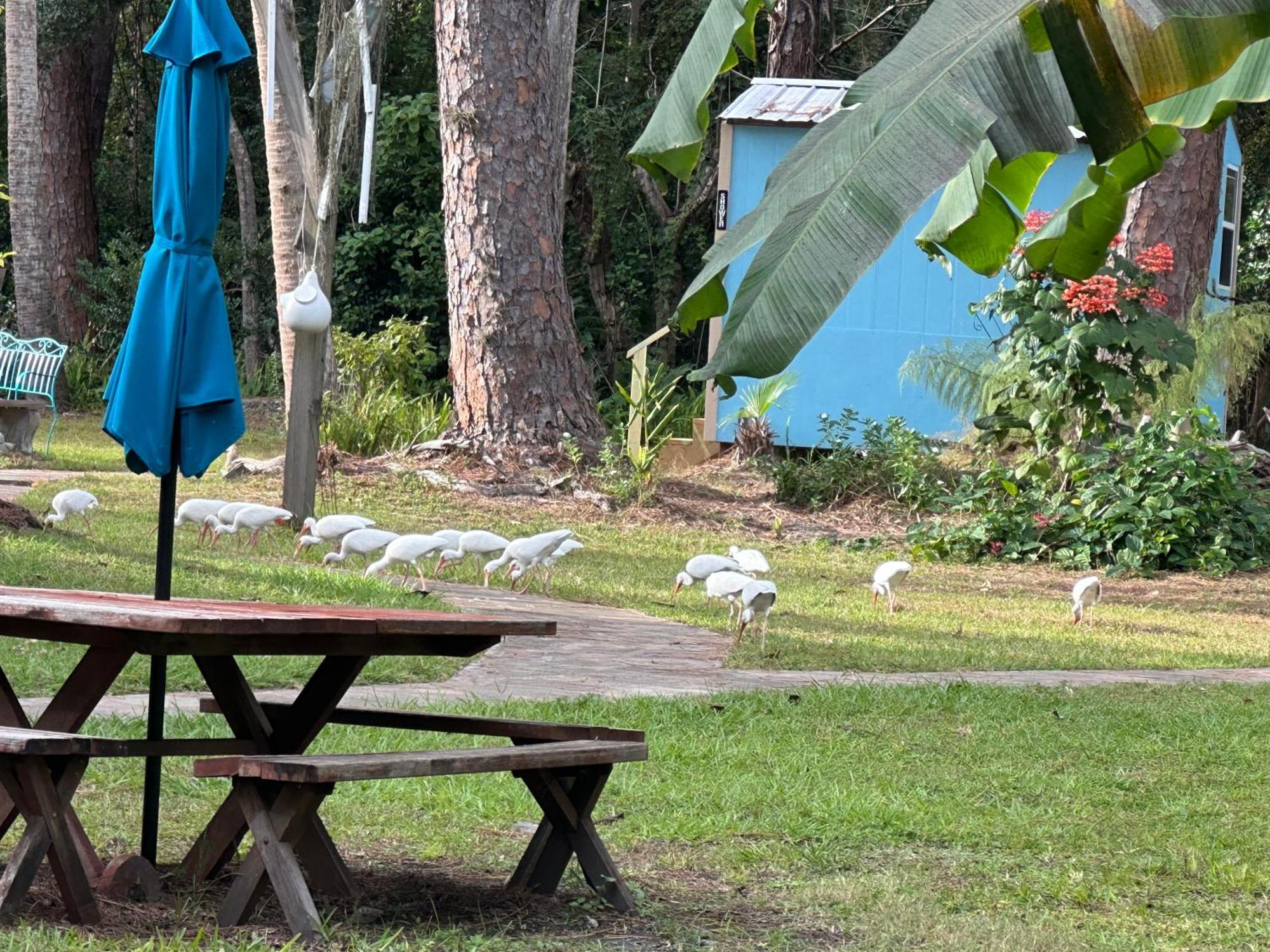 Nature Coast Inn & Cottages Inglis Kültér fotó